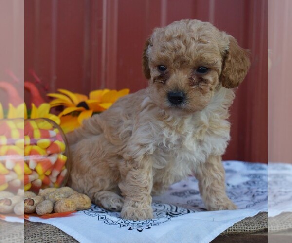 Medium Photo #5 Poodle (Standard) Puppy For Sale in WOODWARD, PA, USA