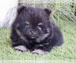 Small #8 Pomeranian