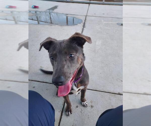 Medium Photo #1 Australian Kelpie-Unknown Mix Puppy For Sale in Elk Grove, CA, USA