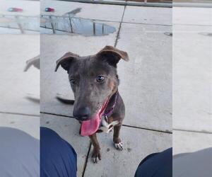 Australian Kelpie-Unknown Mix Dogs for adoption in Elk Grove, CA, USA