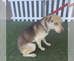 Shepradors Dogs for adoption in Modesto, CA, USA