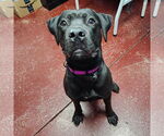 Small #43 American Pit Bull Terrier Mix