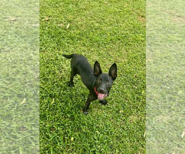 Medium Photo #3 Mutt Puppy For Sale in Mobile, AL, USA