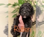 Small Photo #18 Goldendoodle-Poodle (Standard) Mix Puppy For Sale in GRESHAM, OR, USA