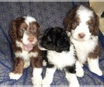 Small Photo #22 Aussie-Poo-Aussiedoodle Mix Puppy For Sale in ANNISTON, AL, USA