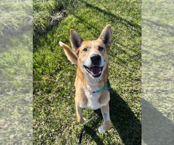 Medium Photo #7 Mutt Puppy For Sale in Candler, NC, USA
