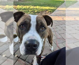 Mugsy - Male American Pit Bull Terrier-Unknown Mix Dog for Adoption - Photo #35