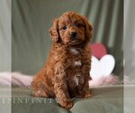 Small #4 Cavapoo (Miniature)