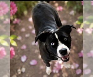 American Staffordshire Terrier-Siberian Husky Mix Dogs for adoption in Euless, TX, USA