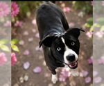 Small #2 American Staffordshire Terrier-Siberian Husky Mix