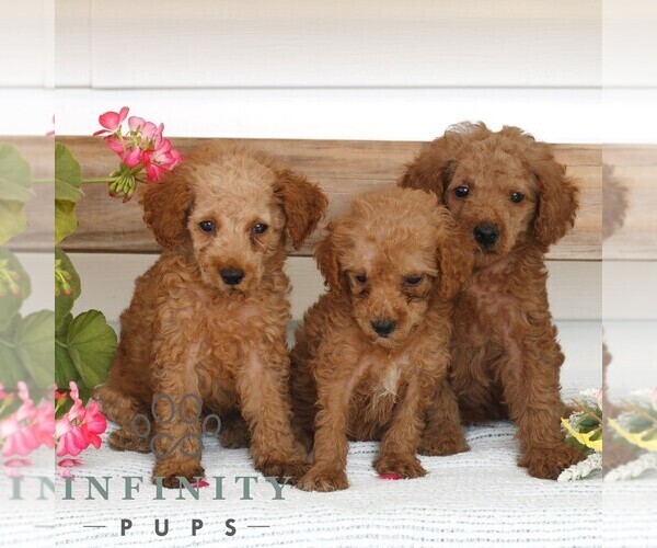Medium Photo #2 Poodle (Miniature) Puppy For Sale in GAP, PA, USA