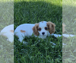 Small Photo #2 Cavalier King Charles Spaniel Puppy For Sale in SENECA FALLS, NY, USA