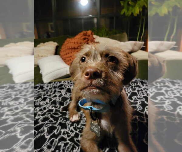 Medium Photo #4 Mutt Puppy For Sale in Boston, MA, USA