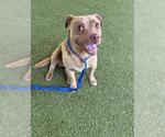 Small Mutt