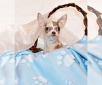 Puppy Dover Chihuahua