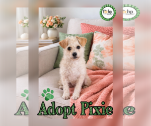 Mutt Dogs for adoption in Menifee, CA, USA