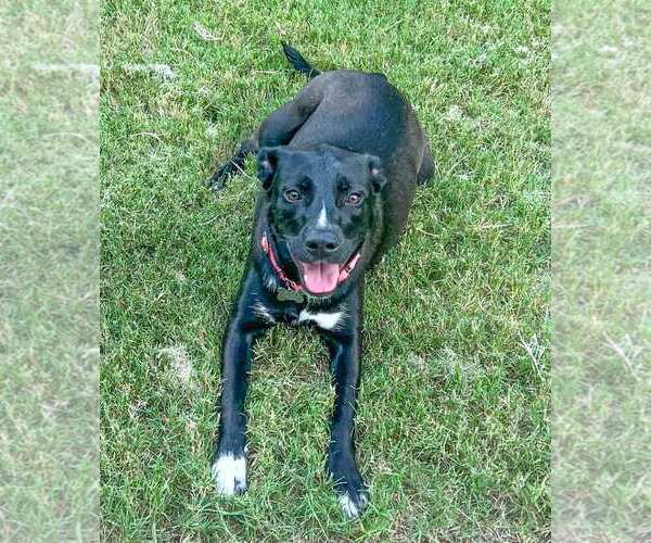 Medium Photo #5 Labrador Retriever-Unknown Mix Puppy For Sale in Kennesaw, GA, USA