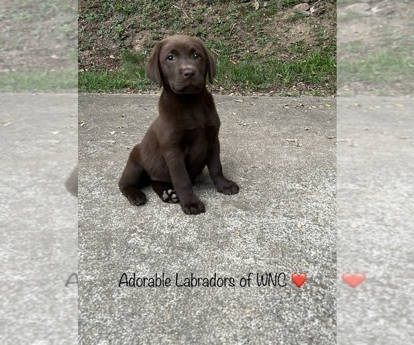 Medium Photo #3 Labrador Retriever Puppy For Sale in SYLVA, NC, USA