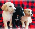 Small Photo #2 English Shepherd-Labrador Retriever Mix Puppy For Sale in FORT COLLINS, CO, USA