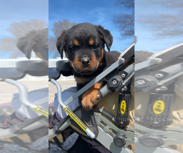 Medium Photo #1 Rottweiler Puppy For Sale in GOSHEN, IN, USA