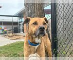 Small Black Mouth Cur Mix