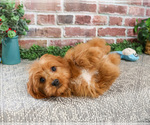 Small Cavapoo (Miniature)