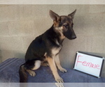 Small Photo #1 German Shepherd Dog Puppy For Sale in LOGAN, OH, USA