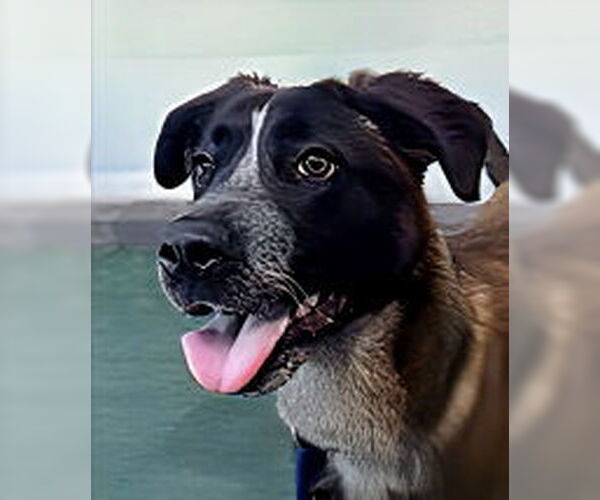 Medium Photo #1 Australian Shepherd-German Shepherd Dog Mix Puppy For Sale in Pasadena, CA, USA