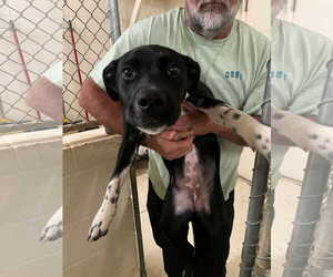 Labrador Retriever-Unknown Mix Dogs for adoption in Sheboygan, WI, USA