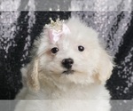 Puppy Rosie Posie Maltipoo