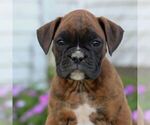 Small Boxer