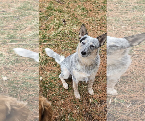 Medium Photo #4 Mutt Puppy For Sale in Farmington, MN, USA