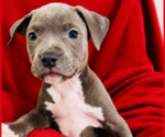 Puppy Puppy 2 American Pit Bull Terrier