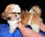 Small Photo #3 Shih Tzu Puppy For Sale in ENKA, NC, USA