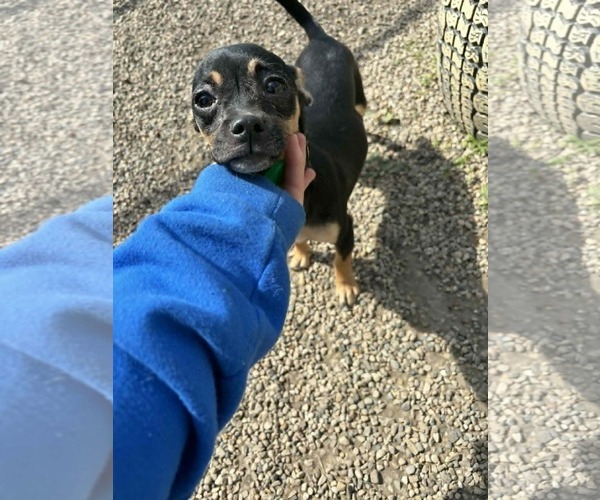 Medium Photo #1 Chipin Puppy For Sale in Mukwonago, WI, USA