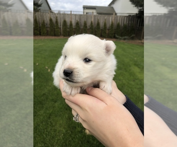 Medium Photo #5 Miniature American Eskimo Puppy For Sale in OREGON CITY, OR, USA