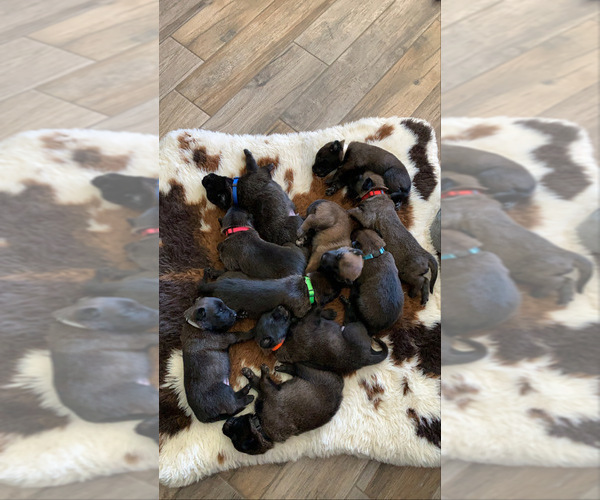 Medium Photo #14 Belgian Malinois Puppy For Sale in CHANDLER, AZ, USA