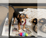 Small Jack Russell Terrier
