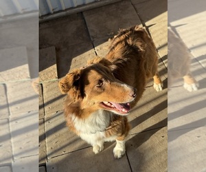 Mother of the Australian Shepherd puppies born on 10/08/2026