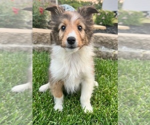 Shetland Sheepdog Puppy for sale in INDIANAPOLIS, IN, USA
