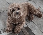 Small Maltipoo (Toy)