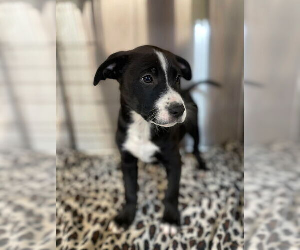 Medium Photo #2 Mutt Puppy For Sale in Foristell, MO, USA