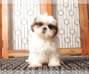 Medium Shih Tzu
