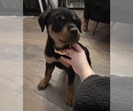Small #8 Rottweiler