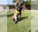 Small Photo #9 Belgian Malinois Puppy For Sale in BAKERSFIELD, CA, USA