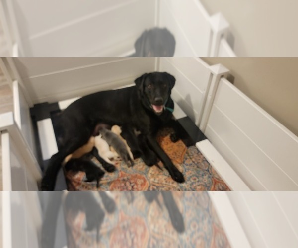 Medium Photo #1 Labrador Retriever Puppy For Sale in CHATHAM, IL, USA