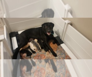 Mother of the Labrador Retriever puppies born on 03/11/2026