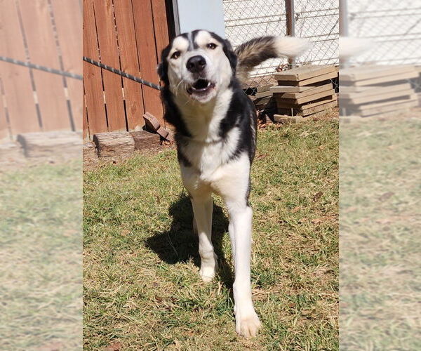 Medium Photo #4 Siberian Husky-Unknown Mix Puppy For Sale in Wetumpka, AL, USA