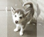 Small Photo #3 Siberian Husky Puppy For Sale in TUCSON, AZ, USA