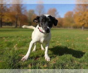 Mutt Dogs for adoption in Westwood, NJ, USA